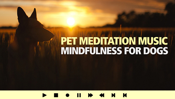 Pet Meditation Music