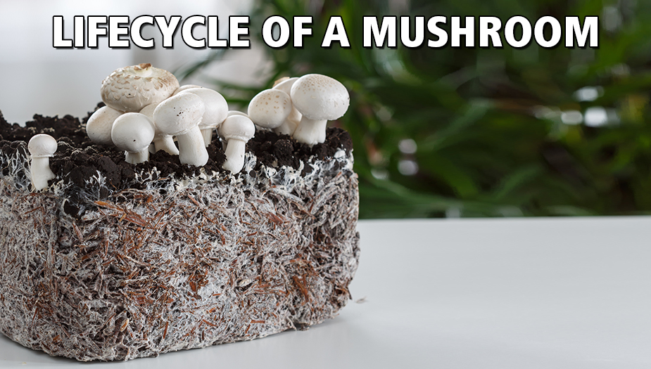 fruiting of growing magic mushrooms for psilocybin therapy