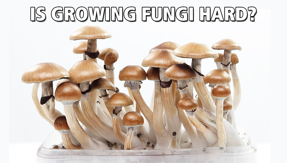 growing magic mushrooms the mind-altering substance