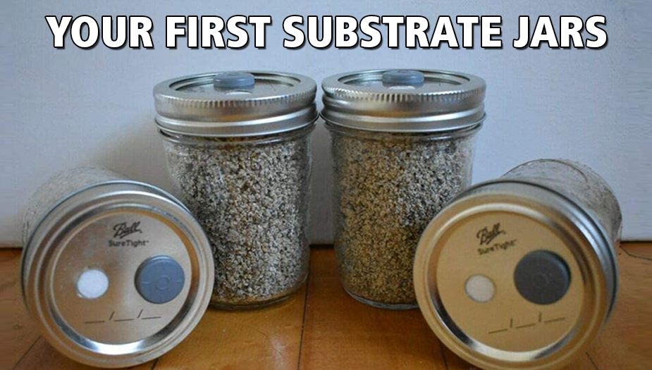 creating subsctrate jar for growing magic mushrooms